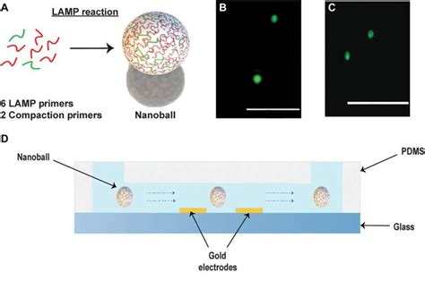 New Method Combines Dna Nanoballs And Electronics To Enable Simple