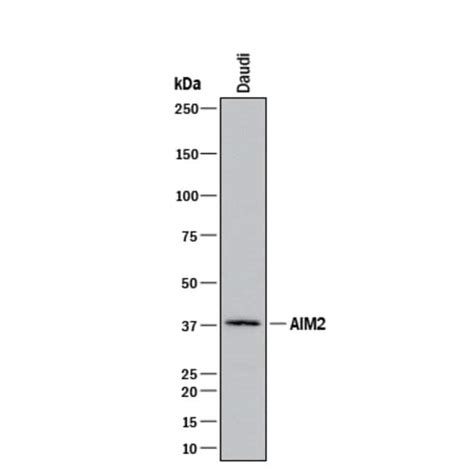 Human AIM2 Antibody R D Systems 100 μg Unconjugated Antibodies