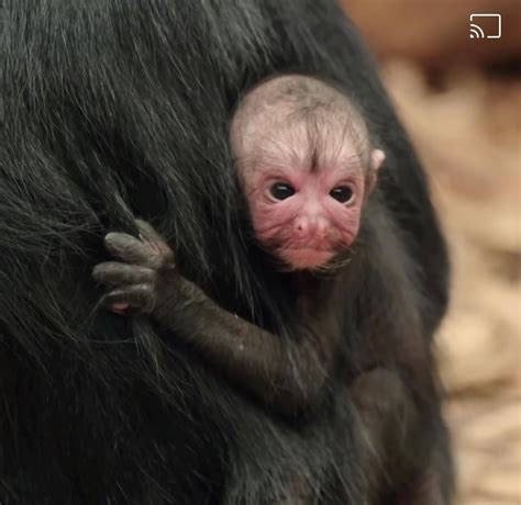 This baby spider monkey 😬 : r/oddlyterrifying