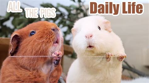 Daily Guinea Pig Routine Youtube