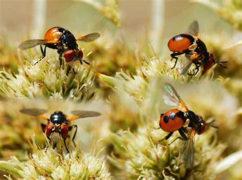 Diptera Info Discussion Forum Phasiinae From Spain Gymnosoma Costatum