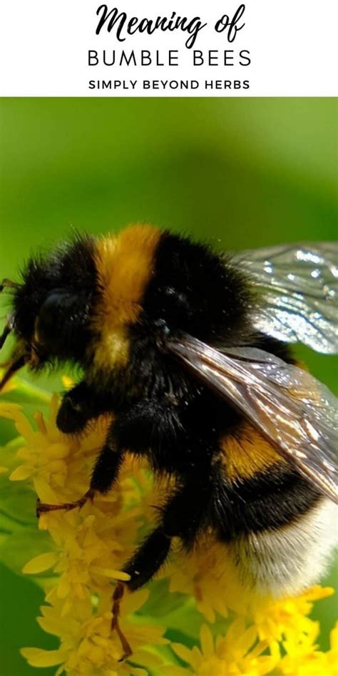 Bumble Bee Symbolism Unlocking Spiritual Meaning Of Bumblebee