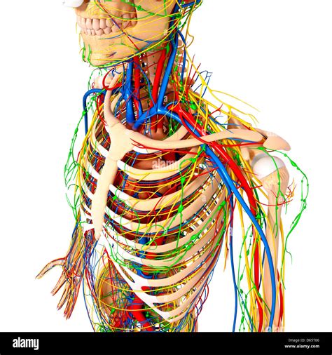 Upper Body Anatomy Artwork Stock Photo Alamy