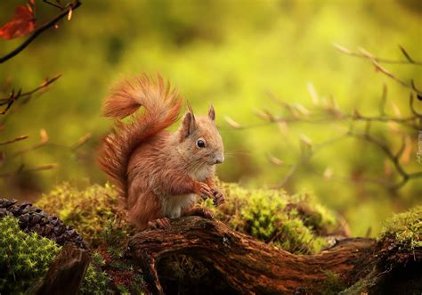 Wiewiórka, Omszały, Konar | Tiere, Jahreszeiten