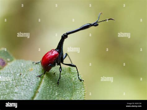 A Giraffe Weevil Trachelophorus Giraffa Is Endemic To Madagascar