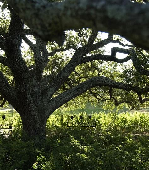 Cane River National Heritage Trail Scenic Byway | Louisiana Byways