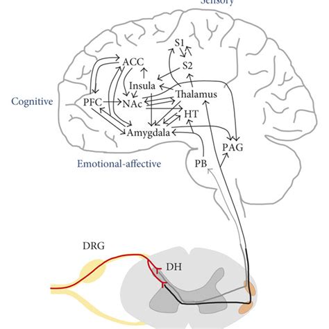 Amygdala Pain Neurocircuitry Lateral Basolateral Complex Labla