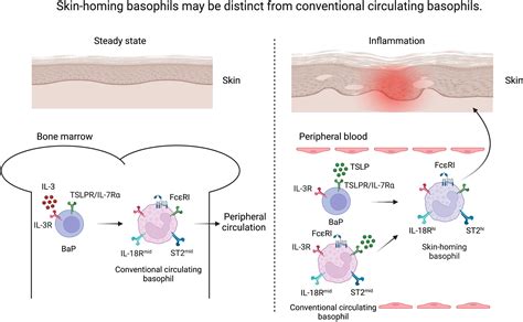 Frontiers Skin Homing Basophils And Beyond