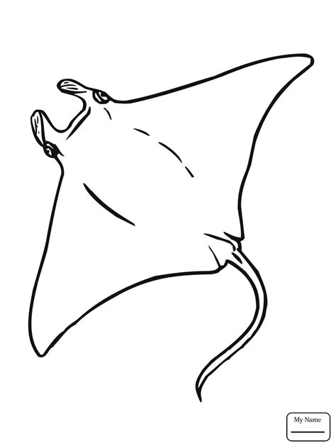 Sting Ray Drawing At Getdrawings Free Download