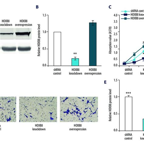 Hoxb Knockdown Inhibits The Proliferation And Invasion Of Hct