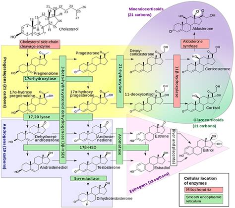 Chemistry of the Gonadal Hormones | animalsciences