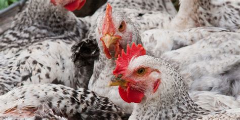 Integrated Poultry Farming Investment Opportunity In Ghana