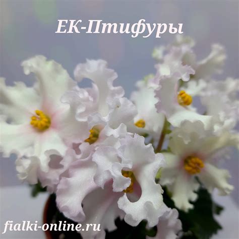 ЕК-Птифуры >фото и описание сорта > купить > Фиалки online