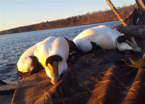 Sea Duck Hunting - Marsh River Outfitters