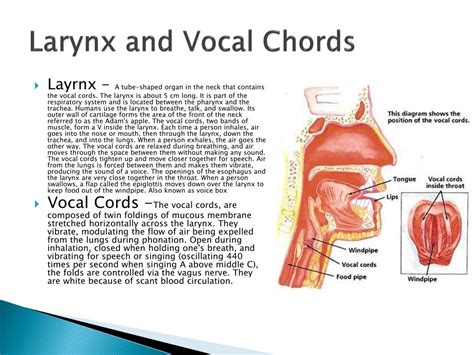 Ppt The Structure And Physiology Of The Voice Powerpoint Presentation