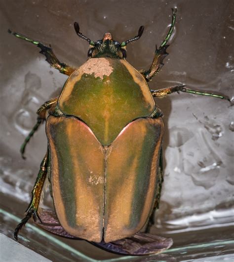 Green June Beetle Cotinis Nitida Virginia Beetles All Pictures