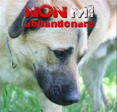 Non Mi Abbandonare Mi Fido Di Te Torna La Campagna Contro Gli