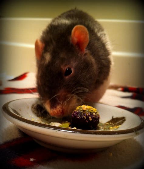 Nutrition | About Pet Rats