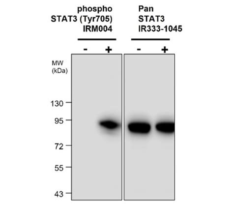 Phospho Stat Tyr Monoclonal Antibody Irm Ireal