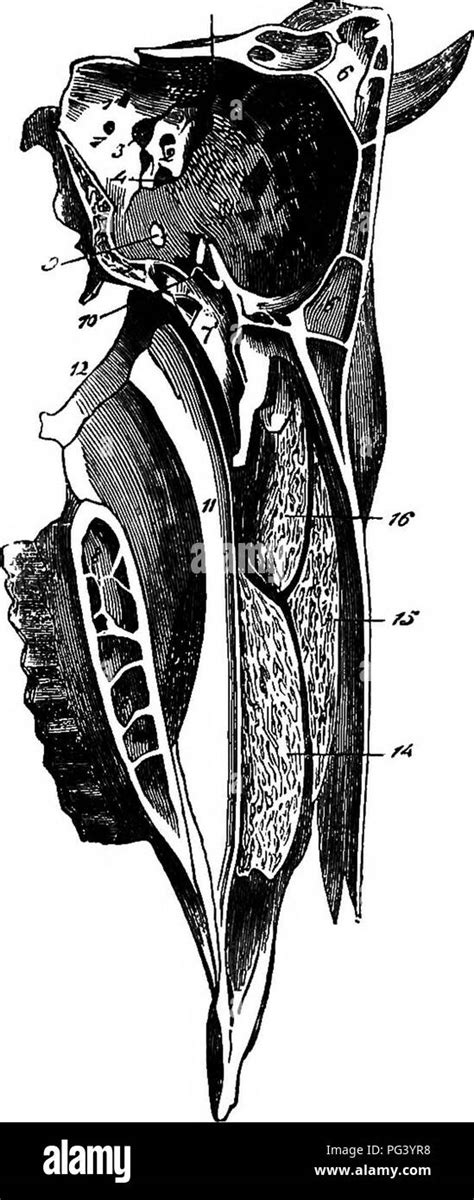 Foramen Ovale Banque De Photographies Et Dimages à Haute Résolution