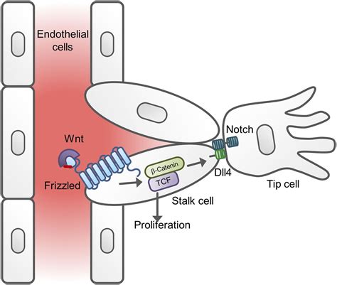 WNT Signaling In Cardiac And Vascular Disease Pharmacological Reviews