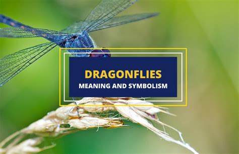 Dragonfly Symbolism And Meaning Symbol Sage