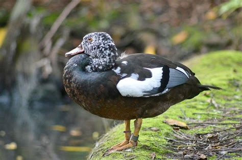 White-winged Duck / Asarcornis scutulata photo call and song