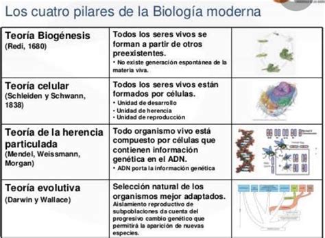 Ayuda con urgencia Cuáles son los 4 pilares de la biología con su