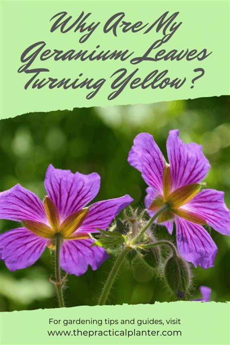 Why Are My Geranium Leaves Turning Yellow 7 Potential Reasons To