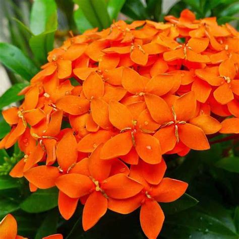 Buy Ixora Long Singapuri Ixora Orange Plant Online From