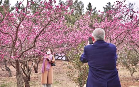 来李沧，遇见“梅”好！梅花节来了，青岛的春天从这里迈出“第一步”腾讯新闻