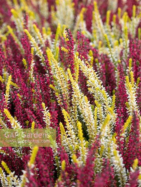 Colourful Calluna Vu Stock Photo By Gary Smith Image 1403811