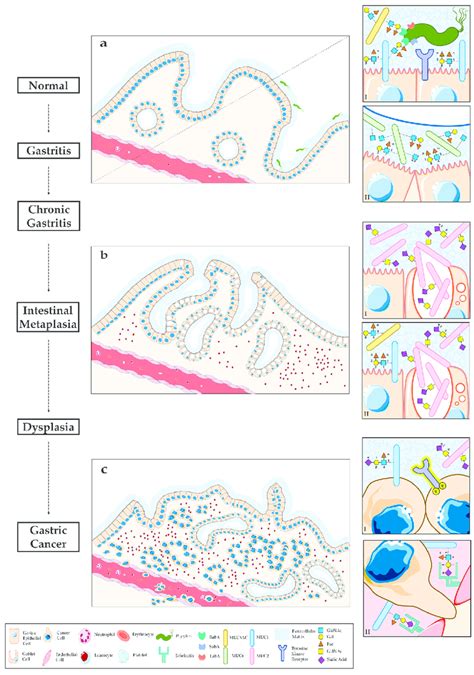 Schematic Representation Of Mucin Expression Pattern And Associated