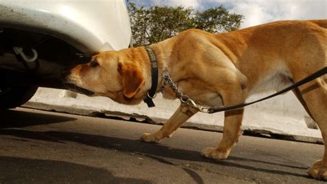 Sniffer Dogs Uncover Illegal Cigarettes and Cannabis - DogTime