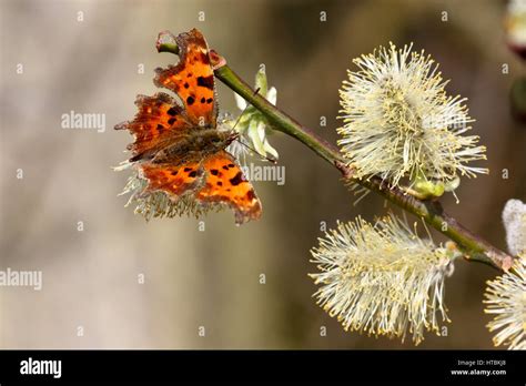 Comma Butterfly Nectaring On Pussy Willow Stock Photo Alamy