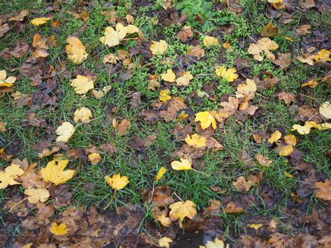 brown leaves texture background 5227231 Stock Photo at Vecteezy