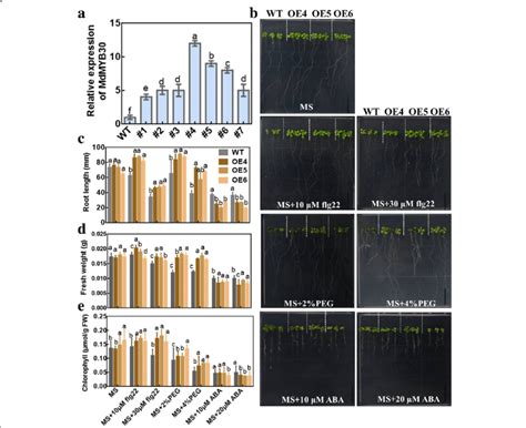 Mdmyb Participates In The Biotic And Abiotic Stress Response A