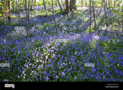 England Kent Bluebells Stock Photo Alamy