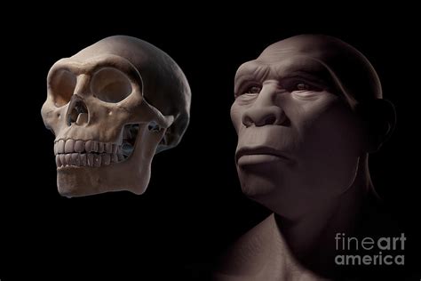 Homo Erectus With Skull Photograph by Science Picture Co - Pixels