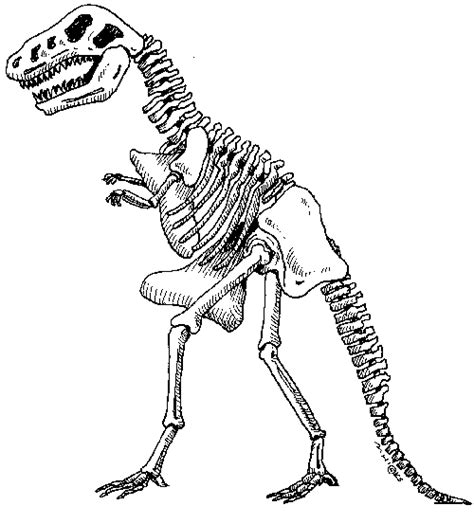 Dinosaur Skeleton Clipart Free Download Images And Pictures