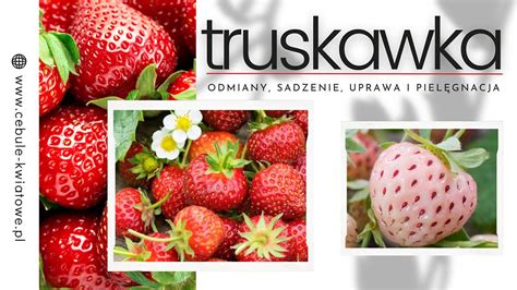 Truskawka odmiany sadzenie uprawa i pielęgnacja Cebule kwiatowe pl