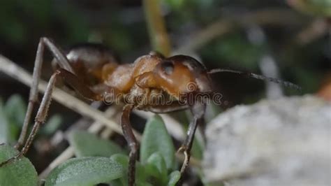 Ant with Large Mandibles in Macro Stock Footage - Video of forest, animal: 295921112