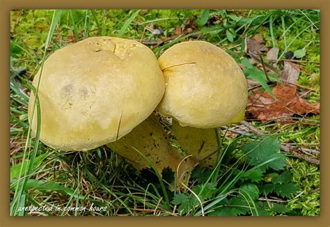 Mushroom Or Toadstool Unexpected In Common Hours