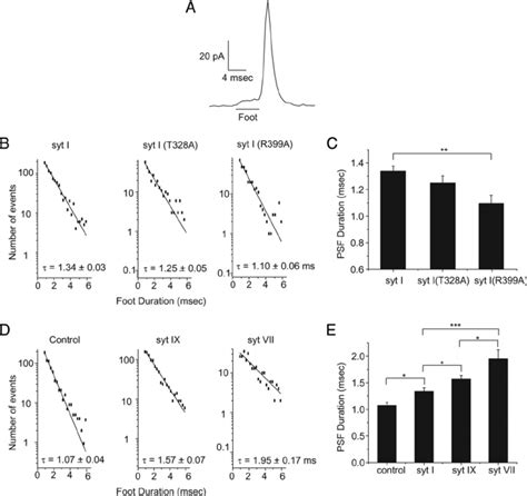 Syt I Mutations And Isoforms Affect Fusion Pore Stability A Sample