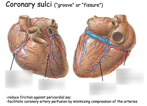 Coronary Sulci Diagram Quizlet