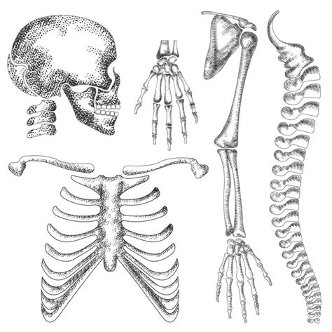 mano dibujado detallado vector esqueleto dibujo de humano anatomía