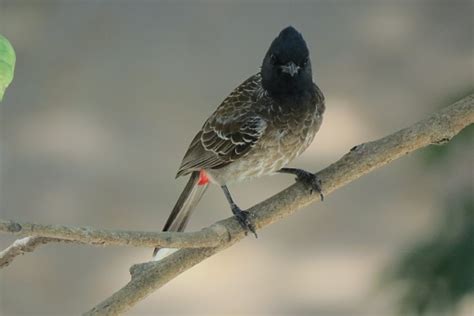 Bulbul Foto Stok Unduh Gambar Sekarang Asia Asia Pasifik Burung