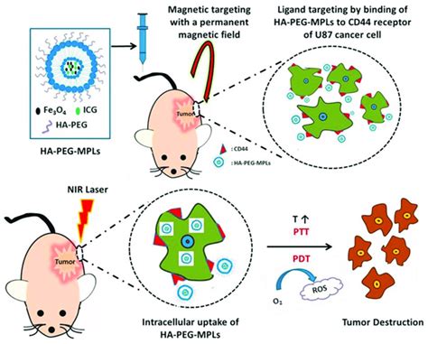 Schematic Illustration Of Ha Peg Coated Magnetic Photoresponsive