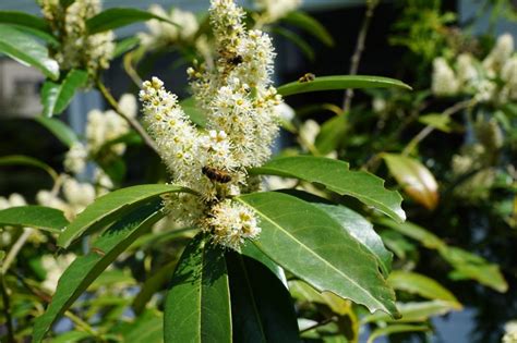 Laurel Características Usos Cultivo Riego Propiedades Hojas árbol