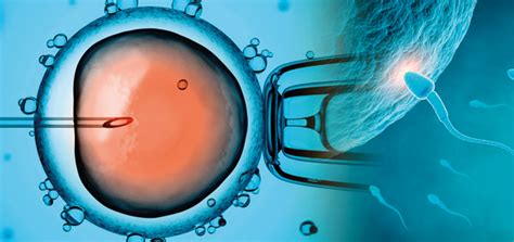 Voc Sabe A Diferen A Entre Insemina O Intrauterina E A Fertiliza O